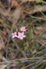 Image result for Centaurium erythraea