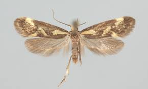 Attēlu rezultāti vaicājumam “Denisia similella”