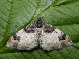 Attēlu rezultāti vaicājumam “Catarhoe cuculata”