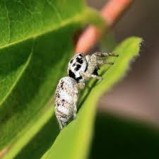 Attēlu rezultāti vaicājumam “Salticus sp.”