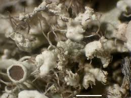 Attēlu rezultāti vaicājumam “Physcia adscendens”