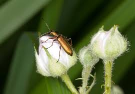 Attēlu rezultāti vaicājumam “Chrysanthia geniculata”
