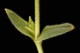 Attēlu rezultāti vaicājumam “Cerastium holosteoides fruit”