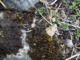 Attēlu rezultāti vaicājumam “Eilema griseola larva”