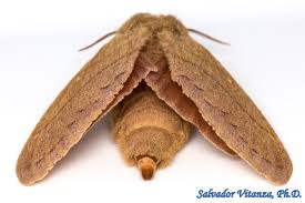 Attēlu rezultāti vaicājumam “Lasiocampidae”