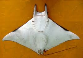 Image result for Mobula thurstoni