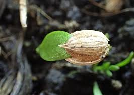 Attēlu rezultāti vaicājumam “Heracleum sphondylium subsp. sibiricum”
