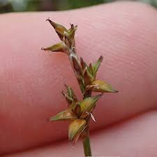 Attēlu rezultāti vaicājumam “Carex echinata”