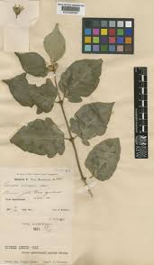 Attēlu rezultāti vaicājumam “Lonicera ferdinandii”