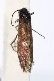 Attēlu rezultāti vaicājumam “Eriocraniidae”