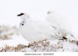 Attēlu rezultāti vaicājumam “Lagopus lagopus male”