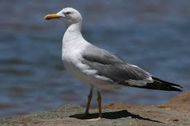 Attēlu rezultāti vaicājumam “Larus minutus adult”