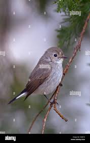 Image result for Ficedula albicilla