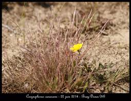 Attēlu rezultāti vaicājumam “Corynephorus canescens flower”