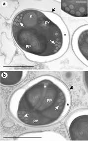 Attēlu rezultāti vaicājumam “Licea minima spores”