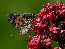Attēlu rezultāti vaicājumam “Vanessa cardui underside”