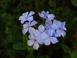 Attēlu rezultāti vaicājumam “Plumbaginaceae”