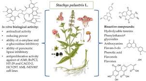 Attēlu rezultāti vaicājumam “Stachys palustris fruit”