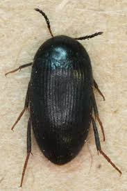 Attēlu rezultāti vaicājumam “Tetratomidae”