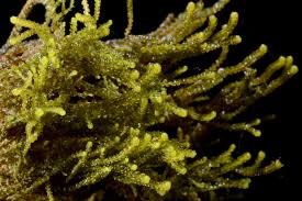 Attēlu rezultāti vaicājumam “Nowellia curvifolia”