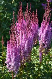 Attēlu rezultāti vaicājumam “Astilbe chinensis”