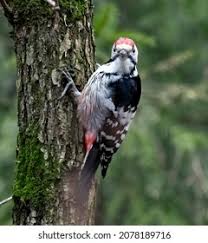 Attēlu rezultāti vaicājumam “Dendrocopos leucotos”