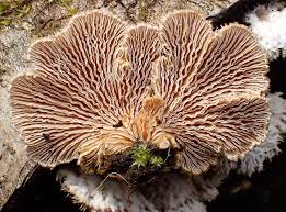 Attēlu rezultāti vaicājumam “Schizophyllum commune”
