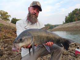 Image result for Ictiobus niger