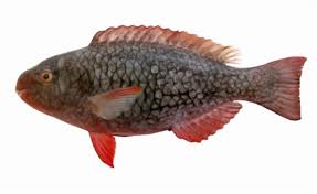 Image result for Scarus rubroviolaceus