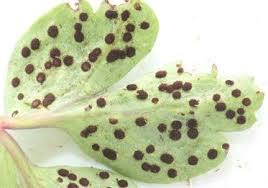 Attēlu rezultāti vaicājumam “Tranzschelia anemones”