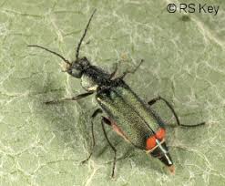 Attēlu rezultāti vaicājumam “Malachius bipustulatus”