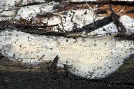 Attēlu rezultāti vaicājumam “Radulomyces confluens”