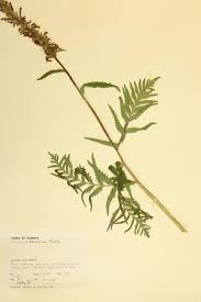 Attēlu rezultāti vaicājumam “Orobanchaceae”