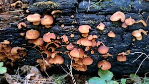 Attēlu rezultāti vaicājumam “Crepidotus applanatus”