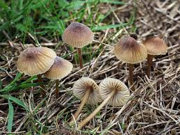 Attēlu rezultāti vaicājumam “Mycena”