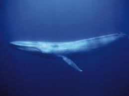 images?qtbnANd9GcQ  aiMr3IlYSrfMyfZDgyK pq4HNMu9ZPz3xuSBMZTRaSypn9r