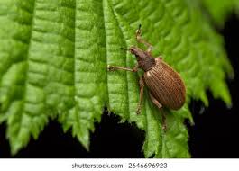 Attēlu rezultāti vaicājumam “Polydrusus mollis”