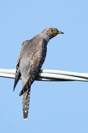 Attēlu rezultāti vaicājumam “Cuculus canorus”