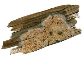 Attēlu rezultāti vaicājumam “Ceriporiopsis aneirina”