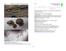 Attēlu rezultāti vaicājumam “Chlorencoelia versiformis”