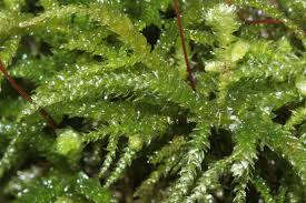 Attēlu rezultāti vaicājumam “Eurhynchium angustirete sporophyte”