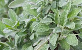 Image result for Salbei
