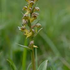 Attēlu rezultāti vaicājumam “Coeloglossum viride leaf”