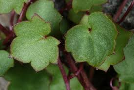 Attēlu rezultāti vaicājumam “Cymbalaria muralis leaf”
