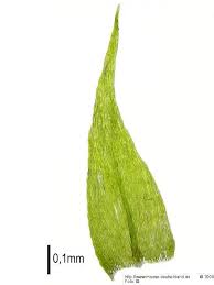 Attēlu rezultāti vaicājumam “Brachytheciastrum velutinum”