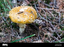 Attēlu rezultāti vaicājumam “Amanita regalis”