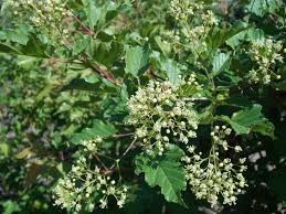 Attēlu rezultāti vaicājumam “Acer tataricum subsp. ginnala flower”