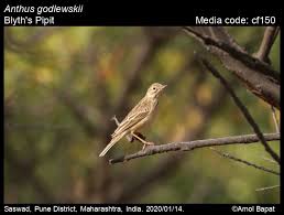 Image result for Anthus godlewskii