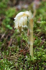 Attēlu rezultāti vaicājumam “Monotropa hypopitys bud”