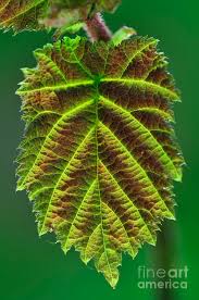 Attēlu rezultāti vaicājumam “Corylus avellana leaf”